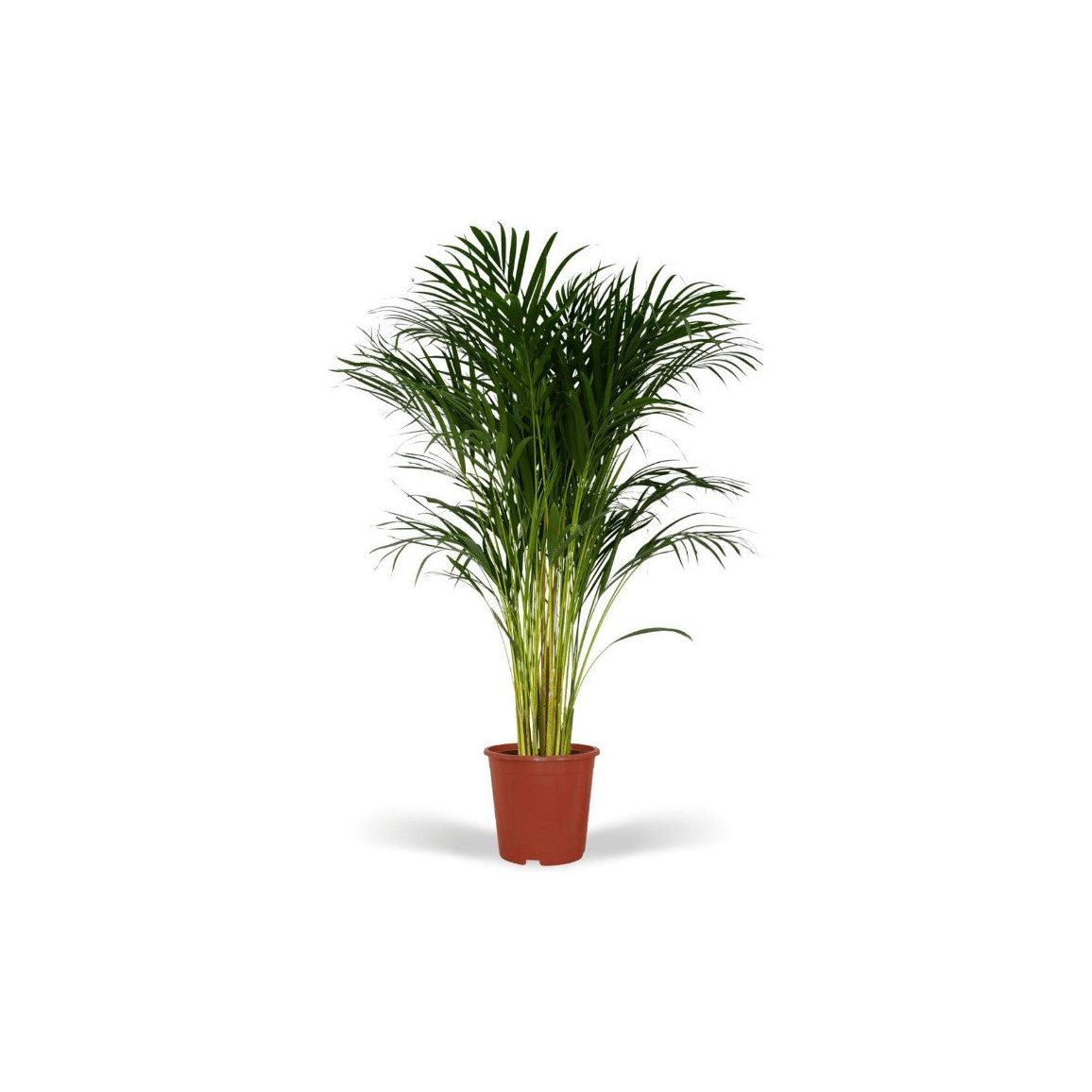 MONPAKI Dypsis Lutescens - Palmier Areca