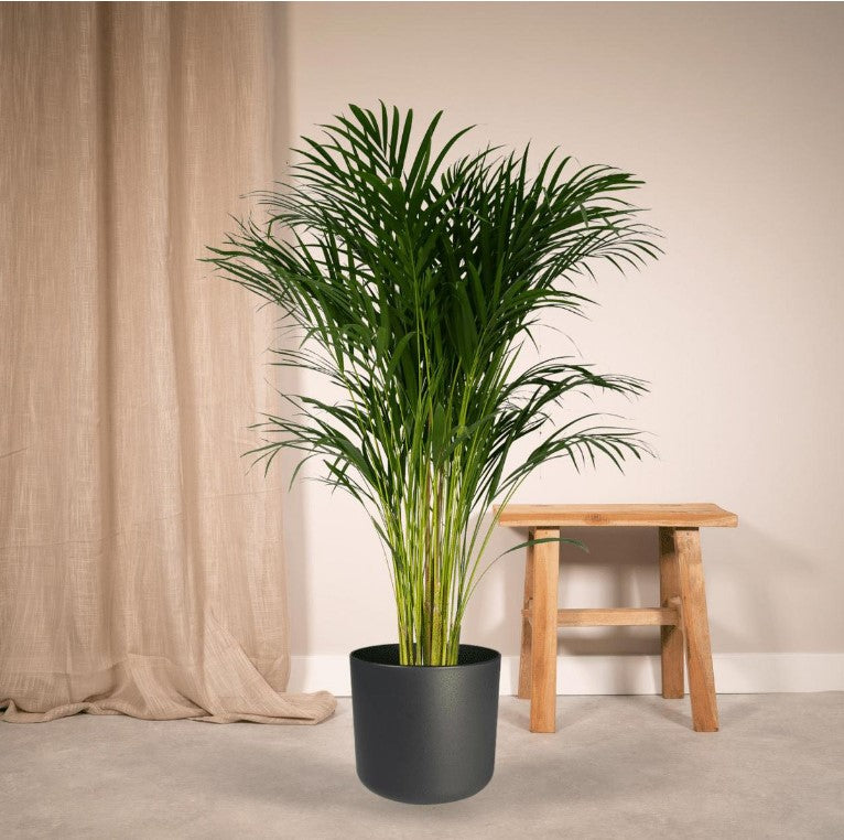MONPAKI Dypsis Lutescens - Palmier Areca