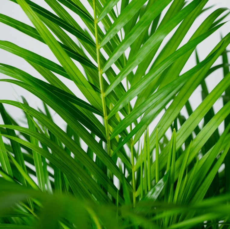 MONPAKI Dypsis Lutescens - Palmier Areca
