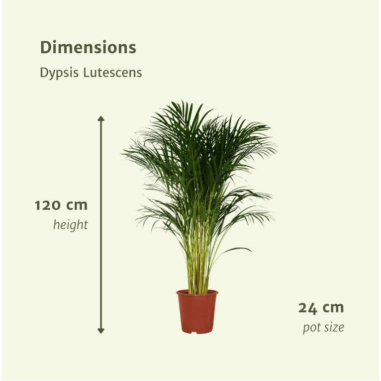 Plante : Dypsis Lutescens - Palmier Areca - Ø24cm - ↕120cm