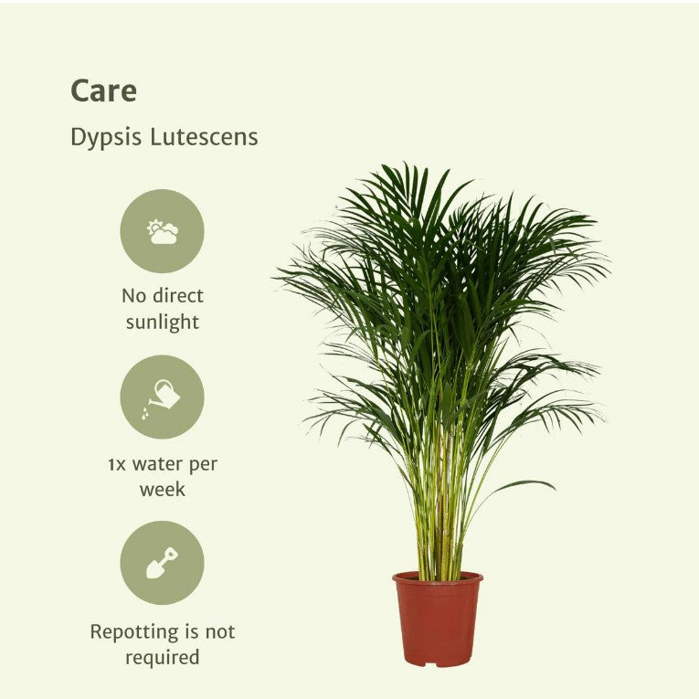 Plante : Dypsis Lutescens - Palmier Areca - Ø24cm - ↕120cm