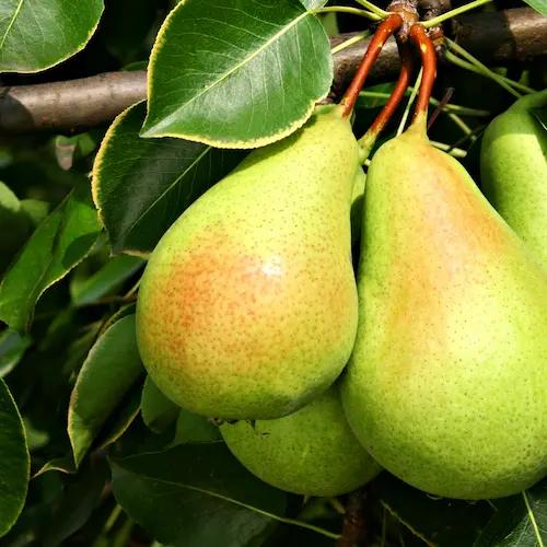 Poire Guyot bio fraîche, variété de saison sélectionnée par Holistibel.