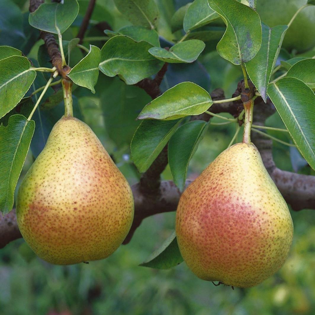 Poire Guyot bio fraîche, variété de saison sélectionnée par Holistibel.