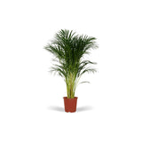 MONPAKI  Dypsis Lutescens - Palmier Areca