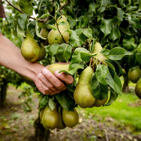 Poire Guyot bio fraîche, variété de saison sélectionnée par Holistibel.
