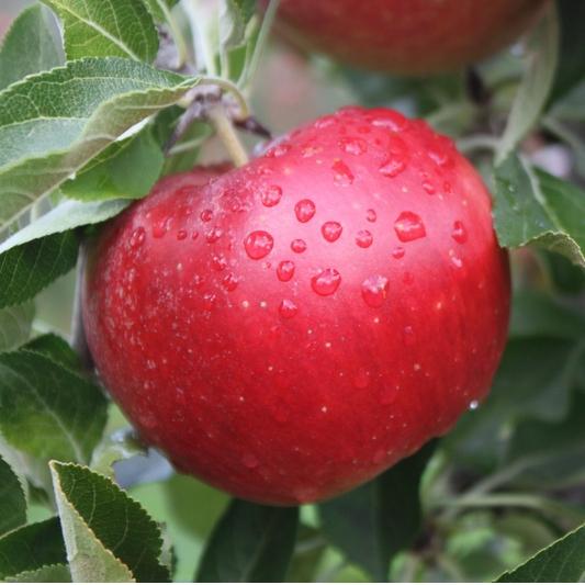 Pommes Idared bio fraîches en cagette en bois, riches en fibres et récoltées à maturité.