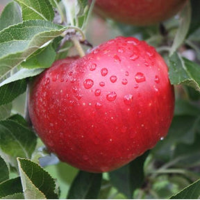 Pommes Idared bio fraîches en cagette en bois, riches en fibres et récoltées à maturité.