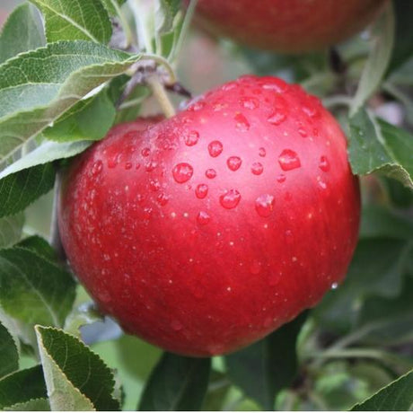 Pommes Idared bio fraîches en cagette en bois, riches en fibres et récoltées à maturité.