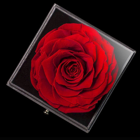 rose éternelle cadeau